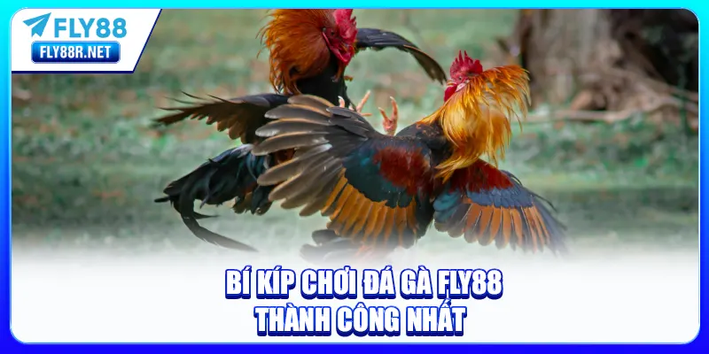 Bí kíp chơi Đá Gà FLY88 thành công nhất 