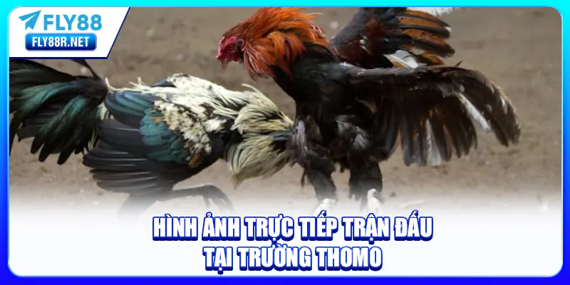 Hình ảnh trực tiếp trận đấu tại trường Thomo